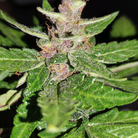 Purple Bud Auto growlog timeline photo