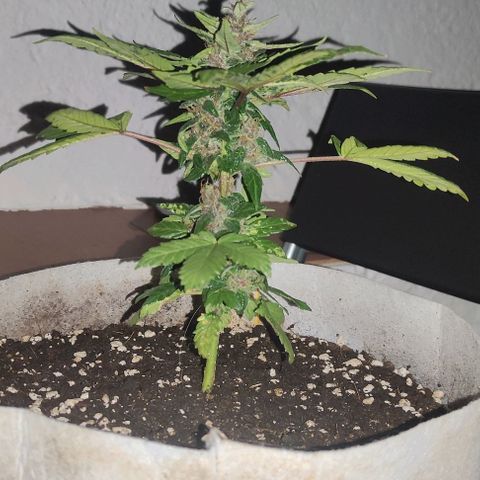 Purple Bud Auto growlog timeline photo