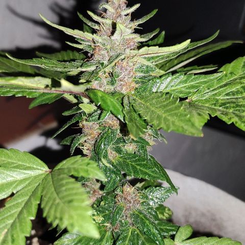 Purple Bud Auto growlog timeline photo