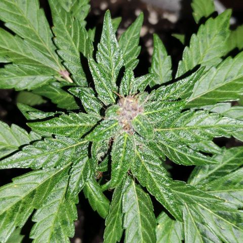 Purple Bud Auto growlog timeline photo