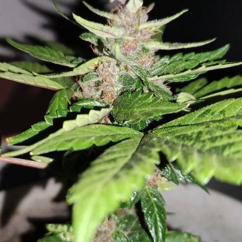 Purple Bud Auto growlog timeline photo