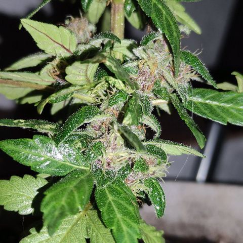 Purple Bud Auto growlog timeline photo