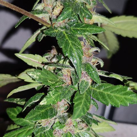Purple Bud Auto growlog timeline photo