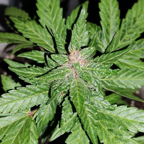 Purple Bud Auto growlog timeline photo