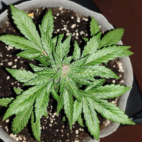 Purple Bud Auto growlog timeline photo