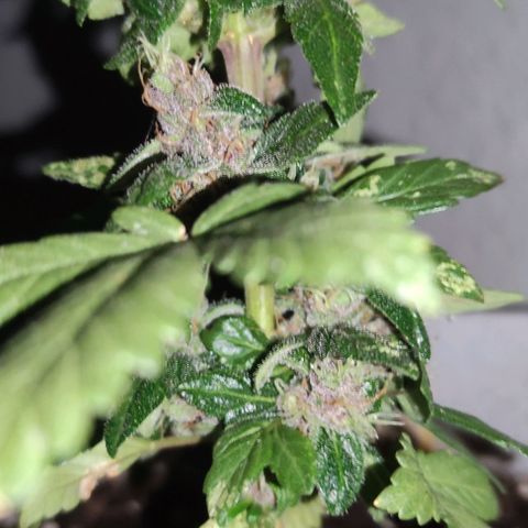Purple Bud Auto growlog timeline photo