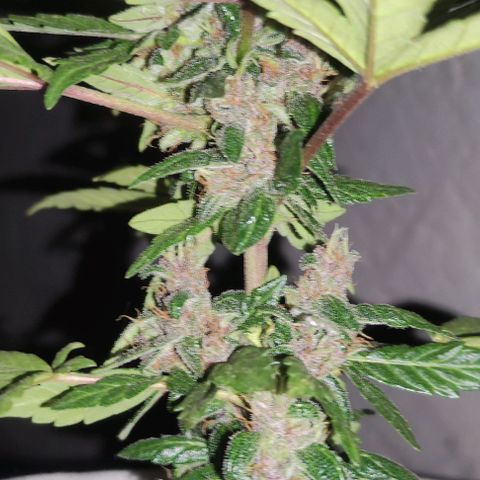 Purple Bud Auto growlog timeline photo