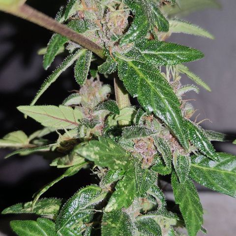 Purple Bud Auto growlog timeline photo