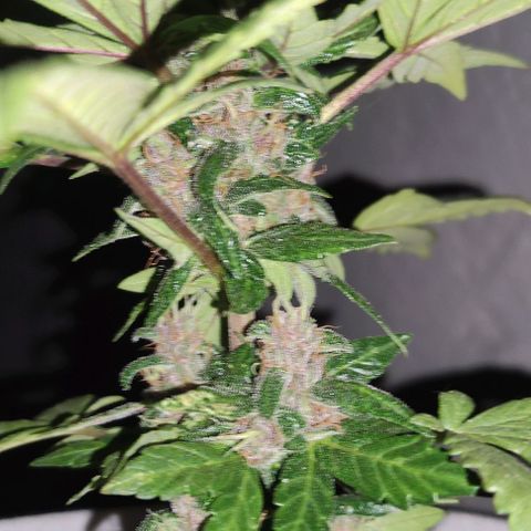 Purple Bud Auto growlog timeline photo