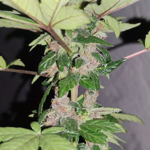Purple Bud Auto growlog timeline photo