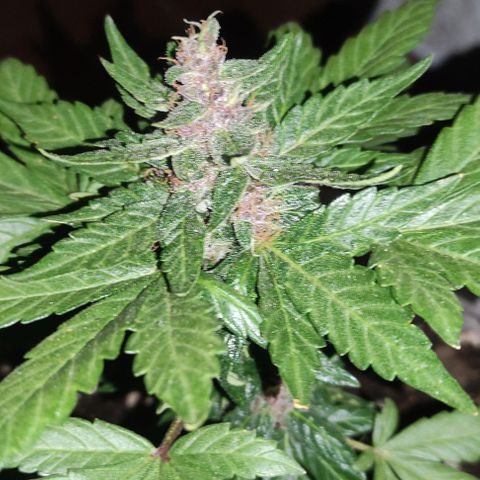 Purple Bud Auto growlog timeline photo
