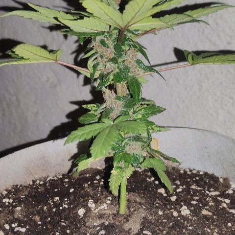 Purple Bud Auto growlog timeline photo