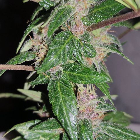 Purple Bud Auto growlog timeline photo