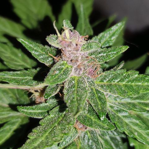 Purple Bud Auto growlog timeline photo