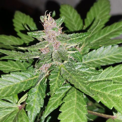 Purple Bud Auto growlog timeline photo