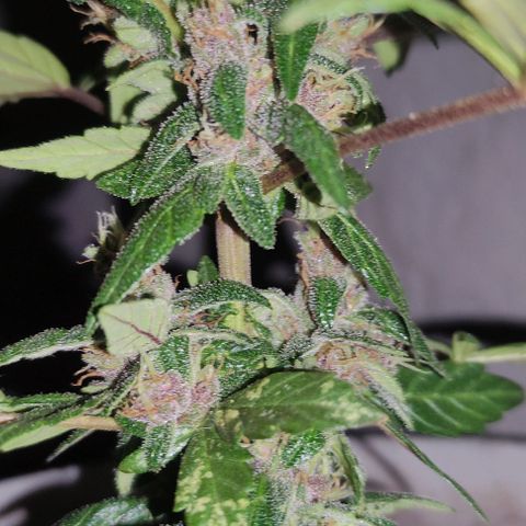 Purple Bud Auto growlog timeline photo