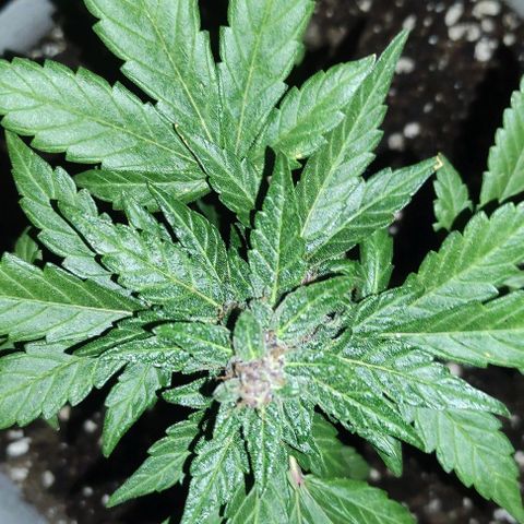 Purple Bud Auto growlog timeline photo