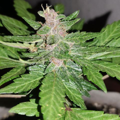Purple Bud Auto growlog timeline photo