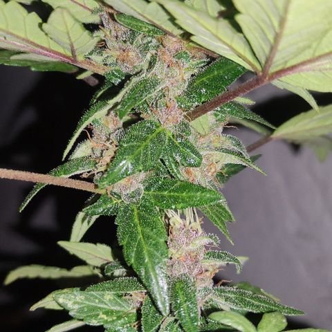 Purple Bud Auto growlog timeline photo