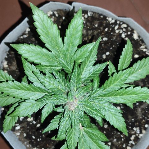 Purple Bud Auto growlog timeline photo