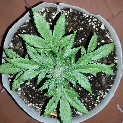 Purple Bud Auto growlog timeline photo