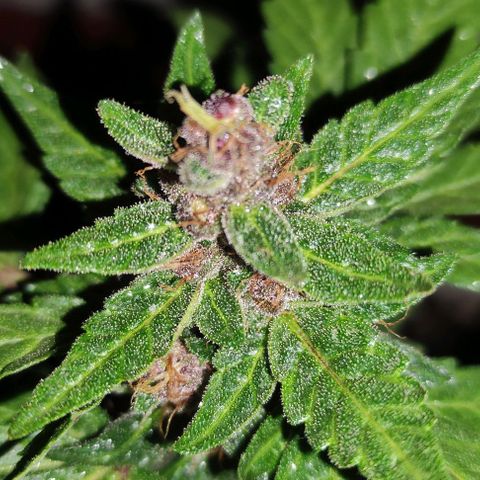 Purple Bud Auto growlog timeline photo