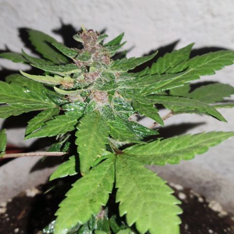 Purple Bud Auto growlog timeline photo