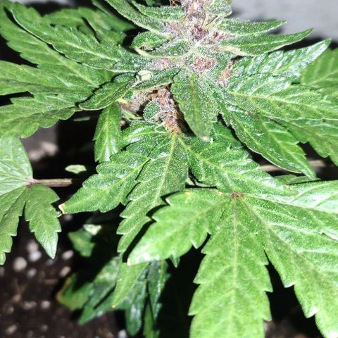 Purple Bud Auto growlog timeline photo