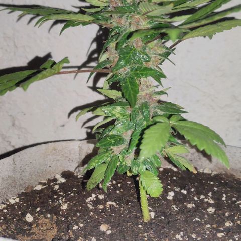 Purple Bud Auto growlog timeline photo