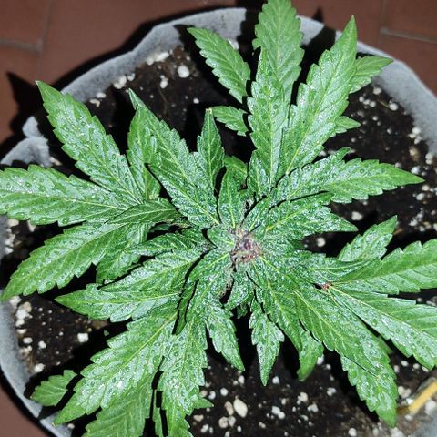 Purple Bud Auto growlog timeline photo