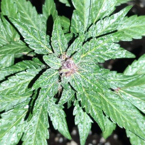Purple Bud Auto growlog timeline photo
