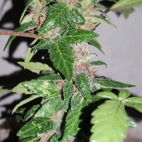 Purple Bud Auto growlog timeline photo