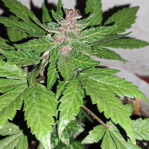 Purple Bud Auto growlog timeline photo