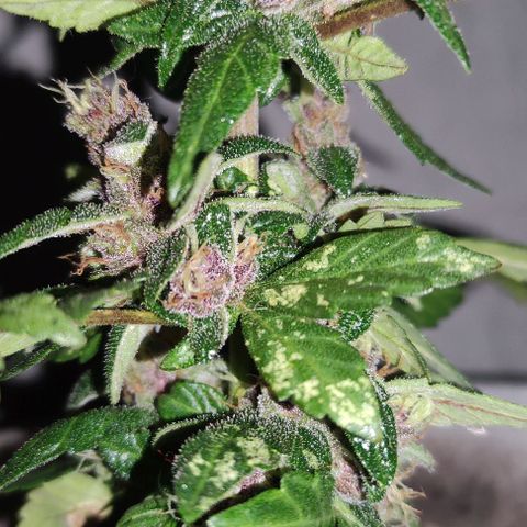 Purple Bud Auto growlog timeline photo