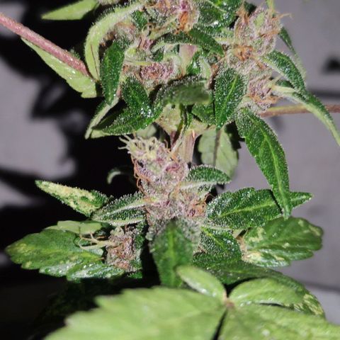 Purple Bud Auto growlog timeline photo