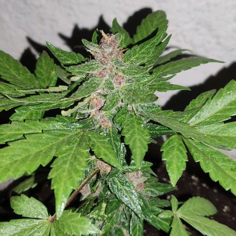 Purple Bud Auto growlog timeline photo