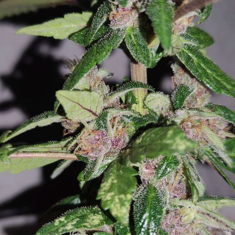Purple Bud Auto growlog timeline photo