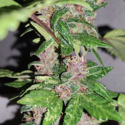 Purple Bud Auto growlog timeline photo