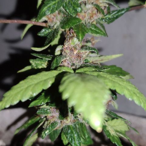 Purple Bud Auto growlog timeline photo