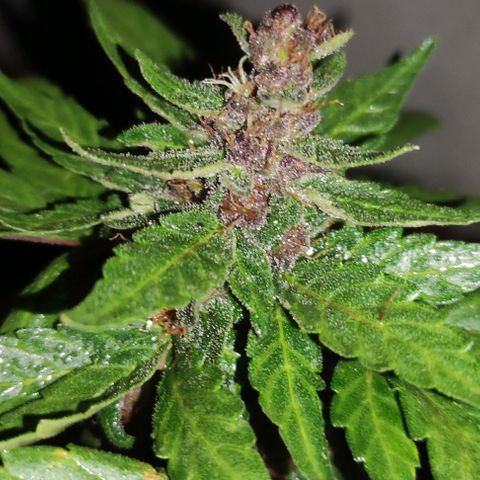 Purple Bud Auto growlog timeline photo