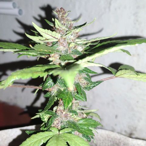 Purple Bud Auto growlog timeline photo