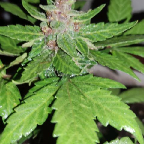 Purple Bud Auto growlog timeline photo