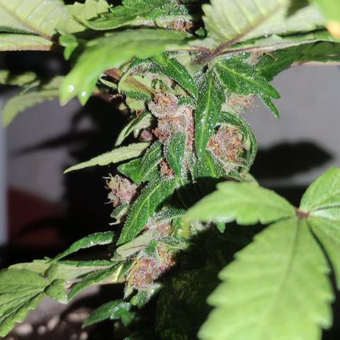 Purple Bud Auto growlog timeline photo