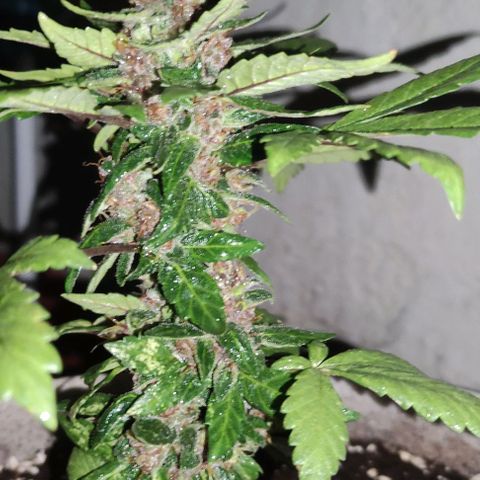 Purple Bud Auto growlog timeline photo