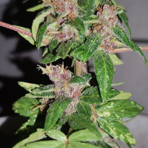 Purple Bud Auto growlog timeline photo