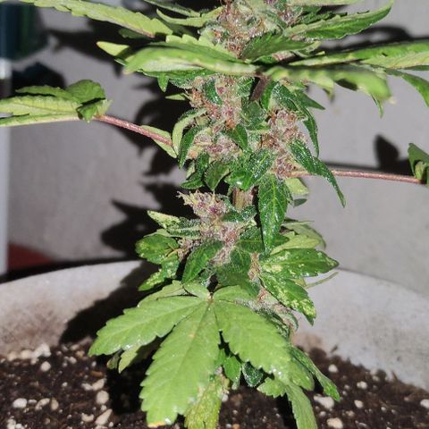 Purple Bud Auto growlog timeline photo