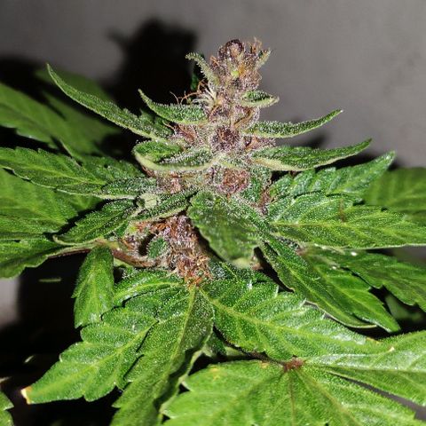 Purple Bud Auto growlog timeline photo