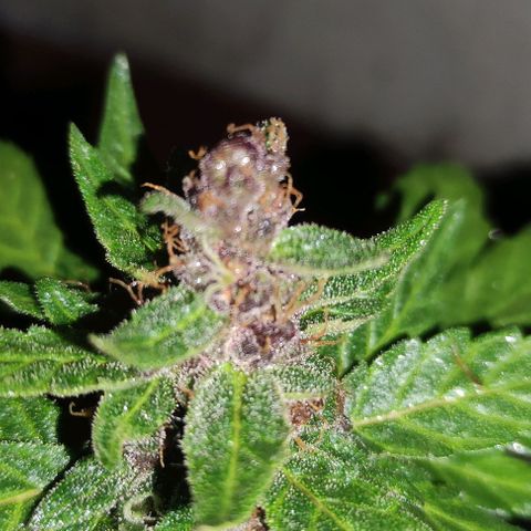 Purple Bud Auto growlog timeline photo