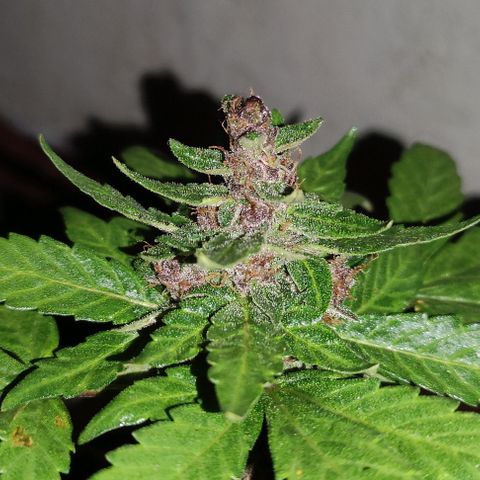 Purple Bud Auto growlog timeline photo