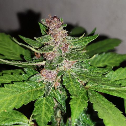 Purple Bud Auto growlog timeline photo